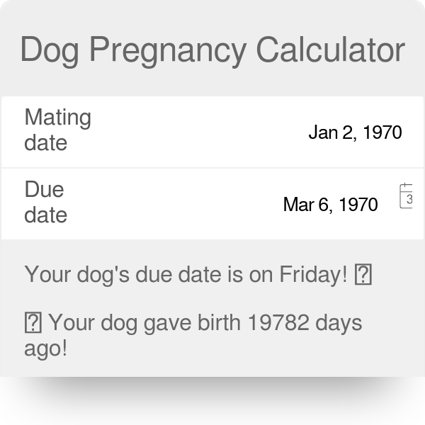 dog pregnancy@2